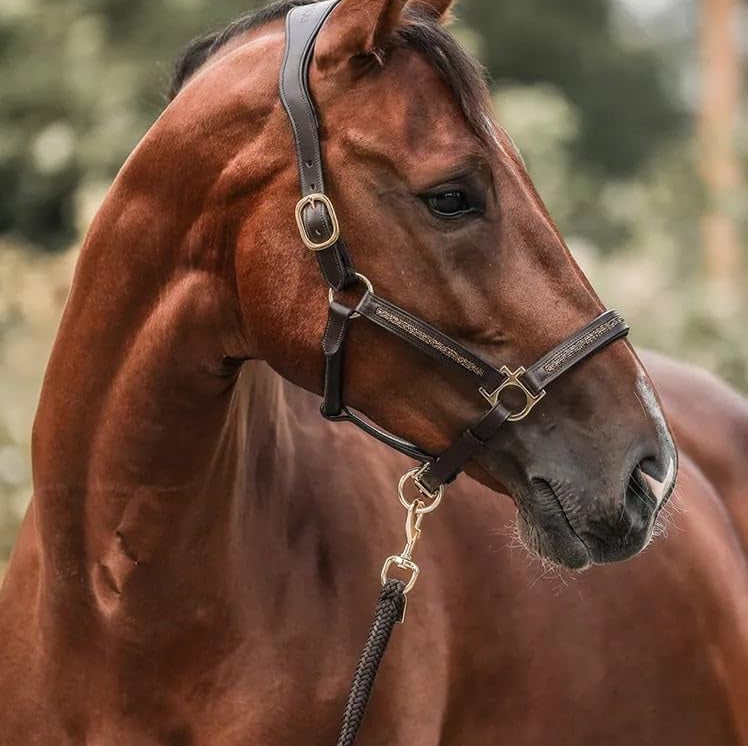 Horse Advent Calendar – photo 5